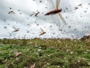 ٹڈّی دَل کا حملہ