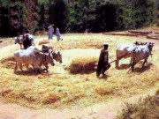 ’’اشر‘‘ کی رسم۔۔۔ماضی سے حال تک