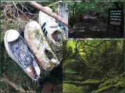 موت کا جنگل