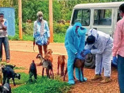 بھارت  چرواہے کا کورونا ٹیسٹ مثبت آنے پر 47 بکریاں قرنطینہ میں