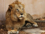 پاکستان میں مصنوعی ماحول میں پروردہ شیروں اور ٹائیگرز کی تعداد میں اضافہ