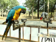 پاکستان میں پہلی مرتبہ نفسیاتی اسپتال میں برڈ ایوری کا قیام