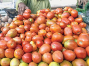 ٹماٹر کی قلت پھر سراٹھانے لگی ڈیڑھ ماہ میں قیمت دگنی ہوگئی