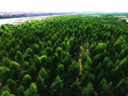 سونامی ٹری منصوبے میں جڑی بوٹیوں کوبھی حصہ بنانے کا انکشاف