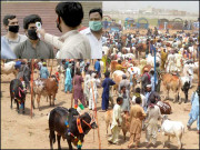 کورونا پھیلنے کا خدشہ غیر قانونی مویشی منڈیوں کیخلاف کارروائی کا فیصلہ