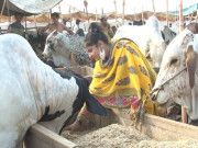 سپر ہائی وے مویشی منڈی میں 21 سالہ باہمت لڑکی بھی جانور فروخت کرنے آگئی