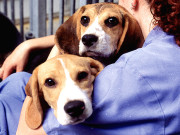 معاشرے کا چھوٹا سا طبقہ جانوروں کی بہبود کیلیے سرگرم