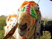 کراچی میں بکرے چوری کرنے والی دو خواتین رنگے ہاتھوں گرفتار