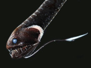 یہ دنیا کی ’سب سے سیاہ‘ مچھلی ہے