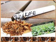 تمباکونوشی موت کی سرگوشی