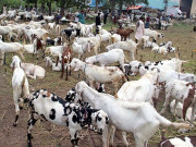 کراچی میں ڈاکو 38 لاکھ روپے مالیت کے بکرے چھین کر فرار