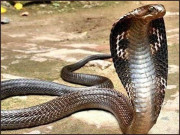 سانپجس کا ذکر الہامی کتابوں سے مختلف تہذیبوں تک میں موجود