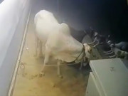 نارتھ کراچی نجی ہاؤسنگ سوسائٹی میں آوارہ کتوں کا قربانی کے جانور پر حملہ ویڈیو منظرعام پر