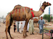 مویشی منڈی ساڑھے 3 من وزنی بکروں کی جوڑی توجہ کا مرکز بن گئی