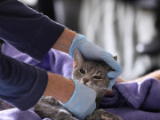 برطانیہ  پالتو بلی میں بھی کورونا وائرس کی تصدیق