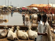 بارش نے مویشی منڈی کے انتظامات کا پول کھول دیا کرنٹ لگنے سے نوجوان جاں بحق