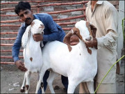 بکرا ریڈی میڈ