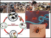 عید قربان… کانگو وائرس سے احتیاط ضروری ہے