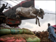 عیدِ قرباں ہے کچھ تو خیال کیجئے