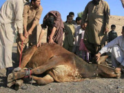 عیدالاضحیٰ کے دوسرے روز قربانی کا سلسلہ جاری