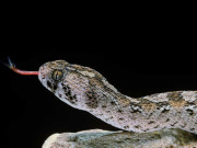 انتہائی زہریلے سانپ کے کاٹنے کا موثر علاج دریافت