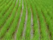 سندھفصلوں کو ٹڈی دل کے بعد اب چوہوں کے خطرے کا سامنا