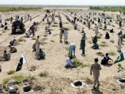 خیبر میں مظاہرین کا شجر کاری مہم پر دھاوا تمام پودے اکھاڑ دیے