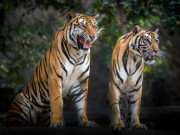 کراچی گلشن معظم میں 2 پالتو شیر پنجرے سے باہر آگئے