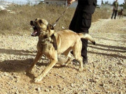 قصور باغ میں داخل ہونے پرزمیندار نے بچے پر کتا چھوڑ دیا