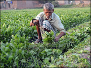 سندھ کا وفاق سے کسانوں کے زرعی قرض اور ٹیکس معاف کرنے کا مطالبہ