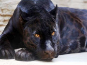 پاکستان میں موجود واحد جیگوارجوڑے کی افزائش نسل کیلئے ٹیسٹ کروانے کا فیصلہ