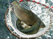 سیلاب سے سوات میں تین لاکھ سے زائد ٹراؤٹ مچھلیاں ہلاک