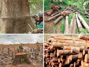 جنگلات کی کٹائی پاکستان عالمی بون چیلنج 2030 کا حصہ بنے گا