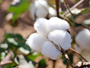 کپاس کی مجموعی قومی پیداوار میں غیرمعمولی کمی کا خطرہ ٹل گیا