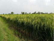 فصلوں کی زیادہ پیداوار کیلیے بڑے پیمانے پر آرگینک لیکیویڈ فارمولے کے استعمال کا فیصلہ