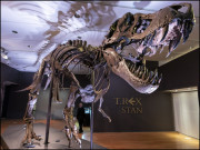 ڈائنوسار برائے فروخت قیمت ’’صرف‘‘ 133 کروڑ روپے