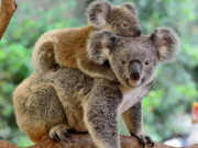 آسٹریلیا میں گائے کوالا بھالوؤں کو روند کر مار رہی ہیں