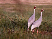 پنجاب وائلڈ لائف نے پاکستان آنیوالے مہاجر پرندوں اور مرغابیوں کے شکار کی اجازت دیدی