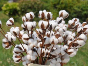 سفید مکھی کے حملے کپاس کی پیداوار میں غیر معمولی کمی