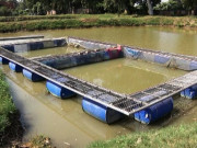 پنجاب میں ماہی پروری کے فروغ کیلیے 18 لاکھ بچہ مچھلی تیار