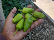 آرگینک لیکیوئڈ فارمولے سے سبزیوں کی کم مدت میں دگنی پیداوار