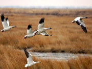 پنجاب حکومت کا مہاجرپرندوں کا غیرقانونی شکارکرنیوالوں کیخلاف کارروائی کافیصلہ