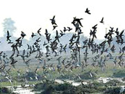 گھارومحکمہ وائلڈ لائف کی بے حسینایاب آبی پرندوں کا شکار جاری 