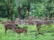 پنجاب میں جنگلی حیات کے تحفظ شدہ علاقوں سے متعلق قواعد و ضوابط کی تیاری