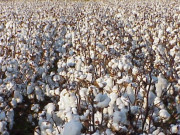 روئی کی قیمت ایک بار پھر دس سال کی بلند ترین سطح پر