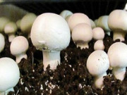 پنجاب میں گھریلو سطح پر مشروم کی کاشت کو فروغ دینے کا فیصلہ