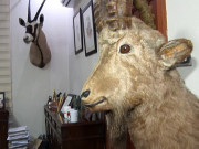 پنجاب میں جنگلی حیات کا غیرقانونی شکار کرنے پر سزائیں بڑھانے کی تجویز