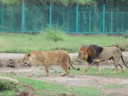 پنجاب کے سرکاری چڑیا گھروں کے سر پلس جنگلی جانوروں کی قیمت کا تعین نہ ہوسکا