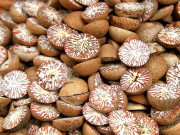 پولیس سادہ چھالیہ بھی ضبط کرکے مقدمات بنانے لگی