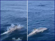 پاکستانی سمندر میں ڈولفن کے دوغول کیمرے میں عکس بند